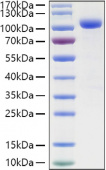 Recombinant Human LILRB2/ILT-4/CD85d Protein (RP01372)