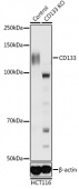 [KO Validated] CD133 Rabbit pAb (A12711)