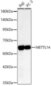 [KD Validated] METTL14 Rabbit mAb (A24396)