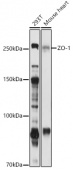 ZO-1 Rabbit pAb (A11417)