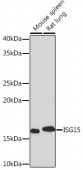 [KD Validated] ISG15 Rabbit mAb (A2416)