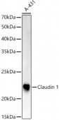 [KO Validated] Claudin 1 Rabbit pAb (A21770)
