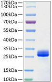 Recombinant Mouse VEGF-A/VEGF164 Protein (RP01060)