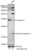 [KO Validated] Caspase-3 Rabbit pAb (A11040)