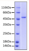 Recombinant Human TNFRSF25/DR3 Protein (RP00464)