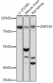 ZNF530 Rabbit pAb (A17278)