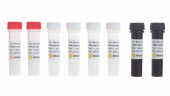 ABScript II One Step RT-qPCR Probe Kit (RK20407)