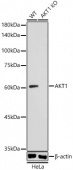 [KO Validated] AKT1 Rabbit pAb (A21393)