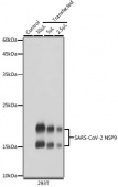 SARS-CoV-2 NSP9 Rabbit pAb (A20308)