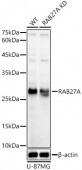 [KD Validated] RAB27A Rabbit pAb (A1934)