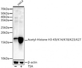 Acetyl-Histone H3-K9/K14/K18/K23/K27 Rabbit pAb (A17917)
