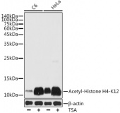 Acetyl-Histone H4-K12 Rabbit pAb (A14227)