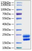 Active Recombinant Rat CSF-2/GM-CSF Protein (RP01207)