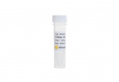 Oligo d(T)23VN (50 µM) (RK20115)