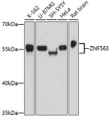 ZNF563 Rabbit pAb (A17262)