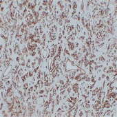 GB14033 Anti -CD31 Mouse mAb Monoclonal Antibody
