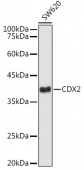 [KO Validated] CDX2 Rabbit mAb (A20222)