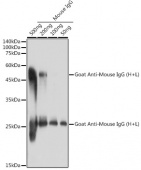 Goat Anti-Mouse IgG (H+L) (AS071)