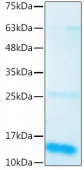 Recombinant Human BMP-3 Protein (RP02511)