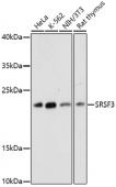 [One Step]SRSF3 Antibody Kit (RK05710)