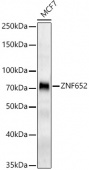 ZNF652 Rabbit pAb (A22549)