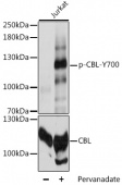 Phospho-CBL-Y700 Antibody kit (RK04090)