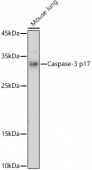 [KO Validated] Caspase-3 p17 Rabbit pAb (A21677)
