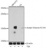 Acetyl-Histone H3-K4 Rabbit pAb (A16078)
