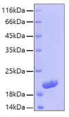 Recombinant Human IL-16 Protein (RP00038)