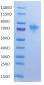 Recombinant Human TNFRSF4/OX40/CD134 Protein (RP02051)