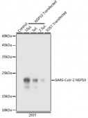 SARS-CoV-2 NSP10 Rabbit pAb (A20325)