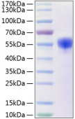 Active Recombinant Human NCR3/NKp30/CD337 Protein (RP00179)