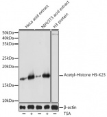 Acetyl-Histone H3-K23 Rabbit pAb (A18154)