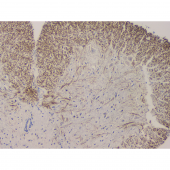 Anti -Acetylcholinesterase Mouse MAb for IHC Medical Experiment