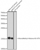 MonoMethyl-Histone H3-K79 Rabbit pAb (A2367)