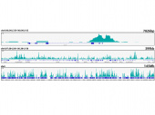 Acetyl-Histone H3-K18 Rabbit mAb (A20735)