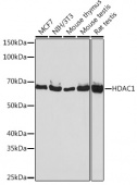 [KO Validated] HDAC1 Rabbit mAb (A19571)