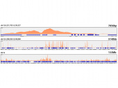 Acetyl-Histone H3-K56 Rabbit mAb (A22565)