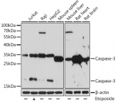 [KO Validated] Caspase-3 Rabbit pAb (A11953)