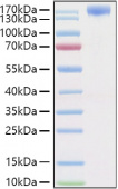 Recombinant Human VEGFR-2/KDR/CD309 Protein (RP01378)