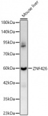 ZNF426 Rabbit pAb (A17764)