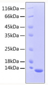 Recombinant Human TGF-beta 2 Protein (RP00452)