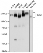 [KO Validated] CAST Rabbit pAb (A7634)