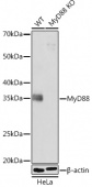 [KO Validated] MyD88 Rabbit mAb (A19082)