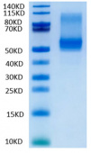 Recombinant Human TNFSF13B/BAFF/CD257 Trimer Protein (RP02031)