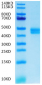 Recombinant Cynomolgus CD3E&CD3G Heterodimer Protein (RP02060)