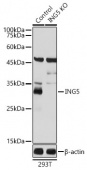 [KO Validated] ING5 Rabbit pAb (A7288)
