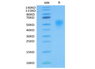 Recombinant Cynomolgus TNFRSF1B/TNF-R2/CD120b Protein (RP02077)