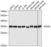 [One Step] RPS3A antibody Kit (RK05728)