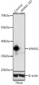 [KO Validated] ANXA1 Rabbit pAb (A1118)